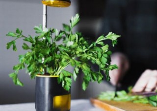 自動給水とグローライト搭載で1週間ほったらかしが可能な「手のひら家庭菜園 栽培キット」