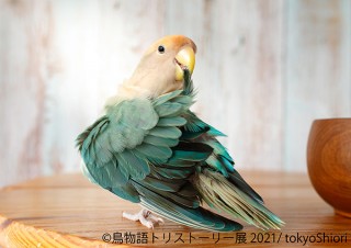 “一瞬の美しさ”をテーマに鳥にまつわる作品が集まった「鳥物語トリストーリー展 2021」