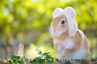 過去最大規模の出展者数で開催される人気の合同写真展＆物販展「うさぎしんぼる展 in 大阪」