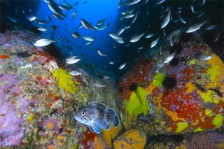 水中写真を通して東北の三陸の海が再生しようとする力や生命の姿を紹介する「Sanriku再生のうみ」