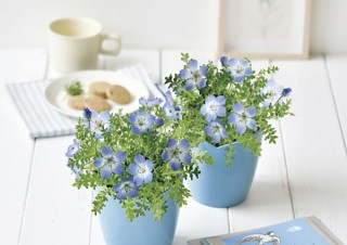 ヴィレヴァン、空色の花を自宅で楽しめる「ネモフィラ栽培セット」を発売