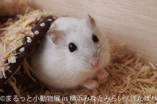 小動物を主役にした人気の合同写真展＆物販展の「まるっと小動物展」が横浜で初開催