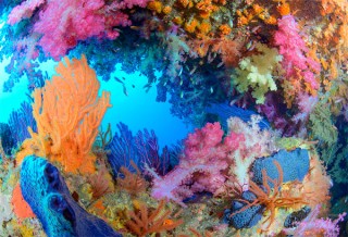 西伊豆の海の美しさを紹介する水中写真展「piece of colors ～駿河湾の夢幻の色を探す旅～」