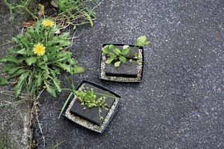 道ばたで見かける雑草を育てられる栽培キットをヴィレヴァンが販売開始