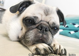 シーズーやフレンチブルドッグなどの作品が集まる人気の「鼻ぺちゃ展」が横浜で初開催