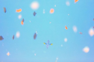 水中写真家の鍵井靖章氏による独立ギャラリーでは初の個展「青い庭」