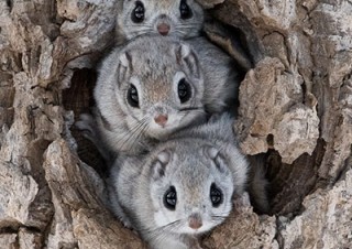 看護師として病棟勤務する傍らで北海道の野生動物を撮影する半田菜摘氏の写真展「Pirka」