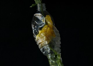 “花”と“ペットボトル”を組み合わせた写真が紹介される蓮井幹生氏の作品展「無常花」