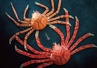 フェリシモ、水族館監修で脱皮する姿を再現「タカアシガニ脱皮ぬいぐるみ」を発売