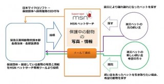 マイクロソフト、被災地でペットを探せる「MSNペットサーチ」を公開