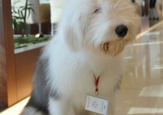 日本オラクル、社員犬「キャンディ」のFacebookページを開設