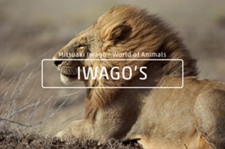 世界で活躍する動物写真家、岩合光昭氏による本格写真アプリ「IWAGO'S」