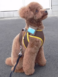 専用デバイスを装着した様子 