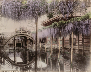 亀戸天神の藤棚　「玉村写真館・蒔絵アルバム」より　玉村 康三郎・騎兵衛　明治後期1897-1912年頃