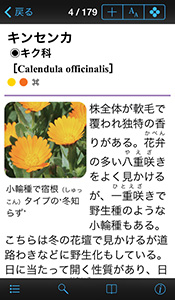 「散歩で見かける四季の花」