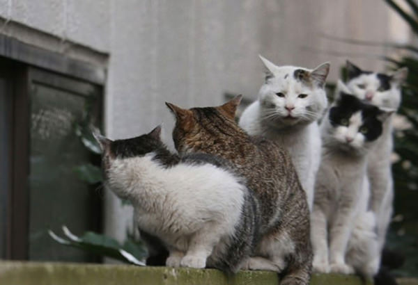 ぶさかわいいu201d表情や脱力ポーズが魅力の猫の写真集「ぶさにゃん 