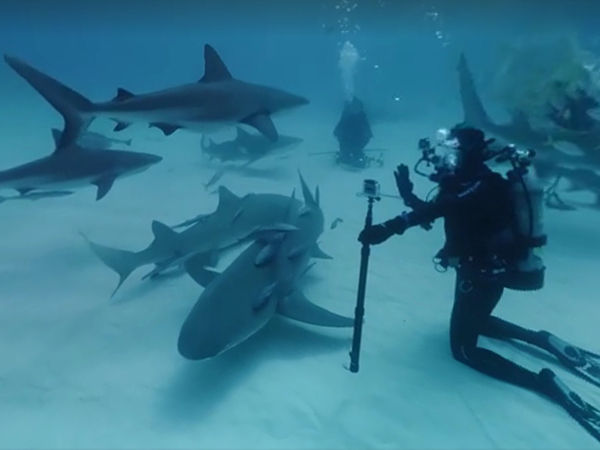 DIVING WITH SHARKSより