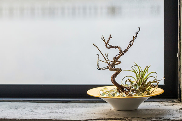 「NEW BONSAI ART展 -えっ!これが盆栽!?-」