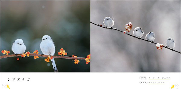 北海道に生息する真っ白な小鳥「シマエナガ」