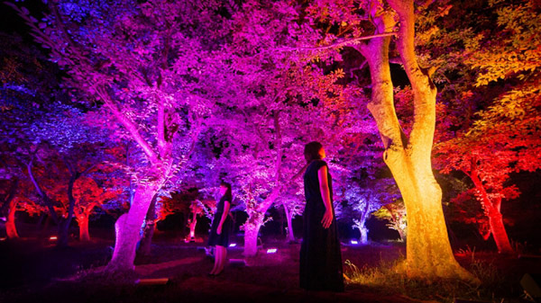 「夏桜と夏もみじの呼応する森」 teamLab, 2017, Interactive Digitized Nature, Sound: Hideaki Takahashi