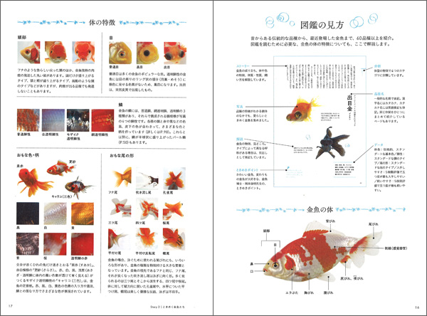 体の特徴／図鑑の見方