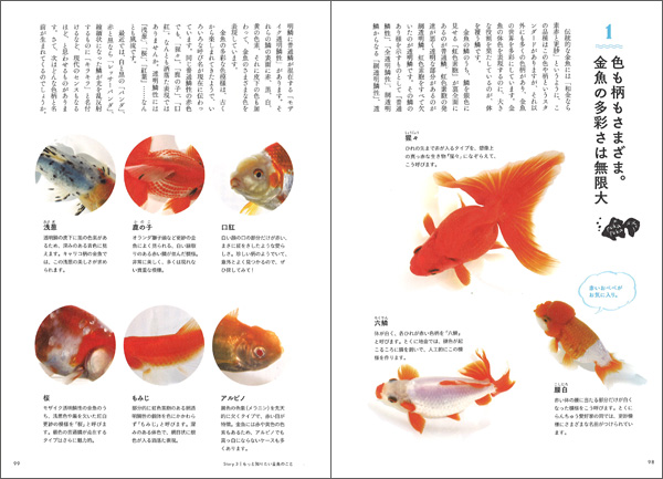 色も柄もさまざま。金魚の多彩さは無限大
