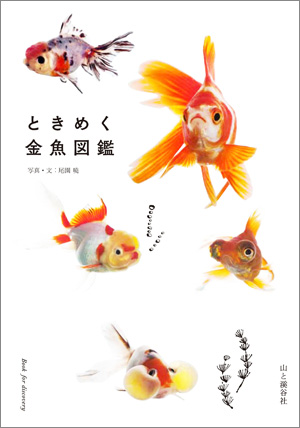 かわいい金魚のすべてがわかる ときめく金魚図鑑 デザインってオモシロイ Mdn Design Interactive