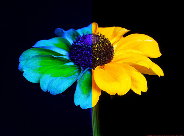 ヒトとほかの動物の色覚比較（Klaus Shmitt）