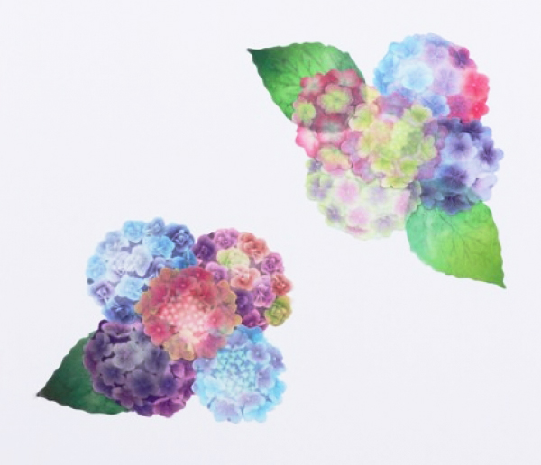 ヴィレッジヴァンガード 梅雨に身のまわりを彩る 紫陽花 のマスキングテープ登場 デザインってオモシロイ Mdn Design Interactive