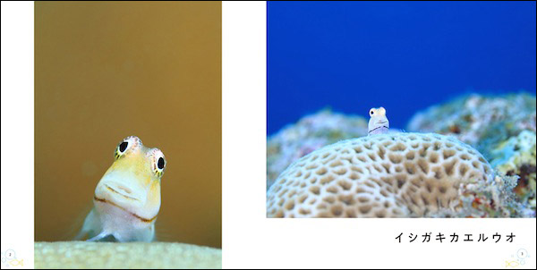 イシガキカエルウオ