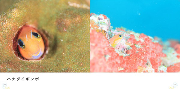 ハナダイギンボ