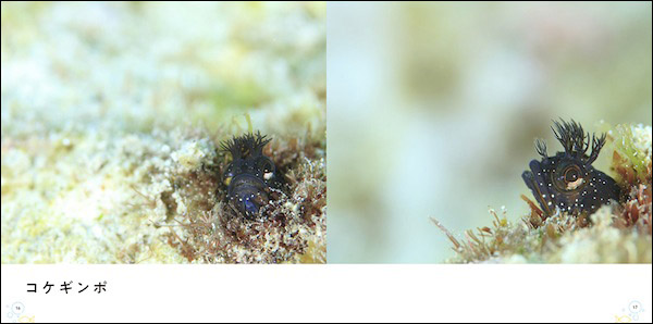 コケギンボ
