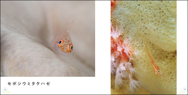 セボシウミタケハゼ