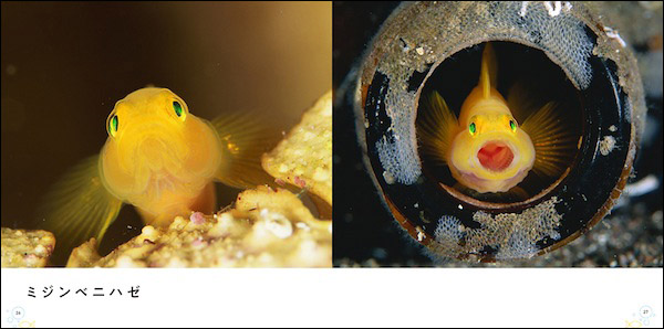 ミジンベニハゼ