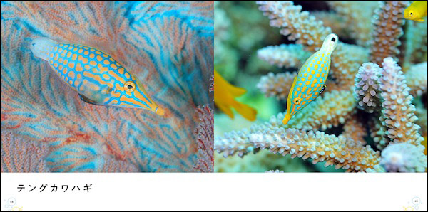 テングカワハギ