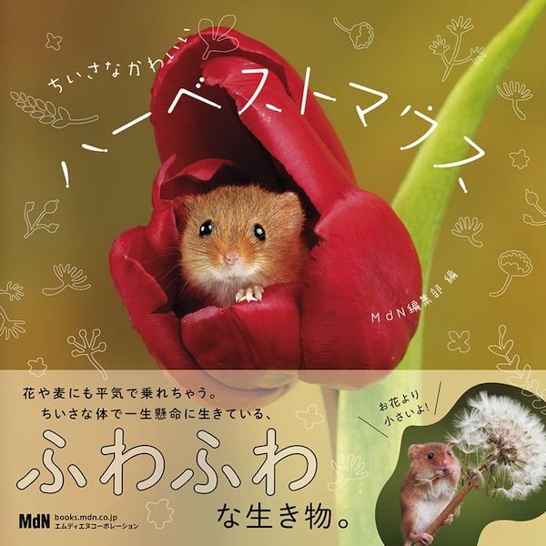 体長たったの5cm 日本でいちばんちいさいネズミの写真集 ちいさなかわいいハーベストマウス 発売 デザインってオモシロイ Mdn Design Interactive