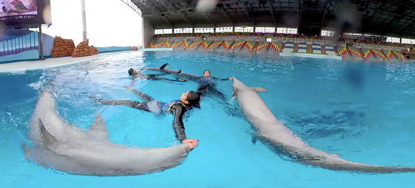 イルカとトレーナーの息の合った技の数々を360度体験