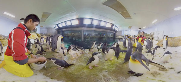 ペンギンに囲まれて飼育スタッフ体験をしながら、ペンギンの種類や特徴の解説も