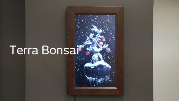 Terra Bonsai