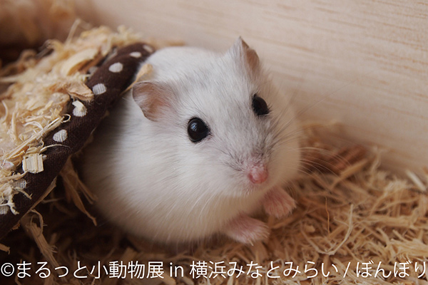 小動物を主役にした人気の合同写真展 物販展の まるっと小動物展 が横浜で初開催 デザインってオモシロイ Mdn Design Interactive
